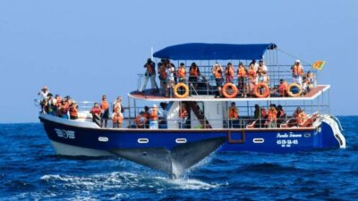 Mirissa: Whale & Dolphin Watching Trip with Private Transfer - Where This Trip Fits: Mirissa’s Whale-Watching Rhythm