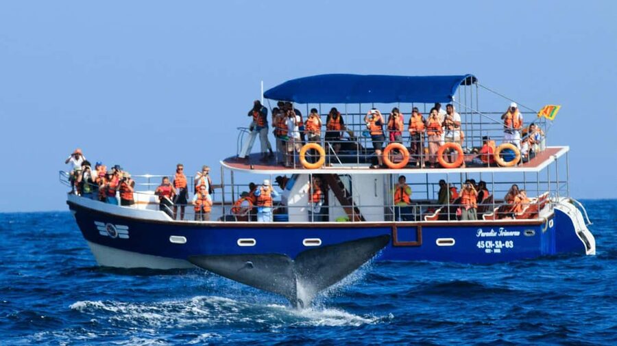 Mirissa: Whale & Dolphin Watching Trip with Private Transfer - Where This Trip Fits: Mirissa’s Whale-Watching Rhythm