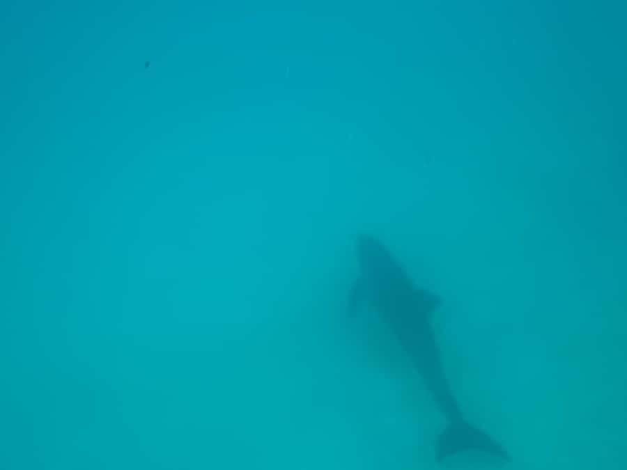 Mnemba dolphin & snorkel: from matemwe, pwani, kwingwa, Uroa - The sand-bank stop at low tide: the best bonus, not the guarantee