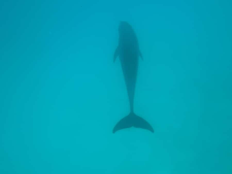 Mnemba dolphin & snorkel: from matemwe, pwani, kwingwa, Uroa - Price and value: is $52 for 4 hours a fair deal?