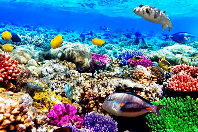 Mnemba Dolphin Tour, Clear Kayak, Cooking Class, Horse Riding - Price and logistics: what you get for $220 (and what you may pay extra)