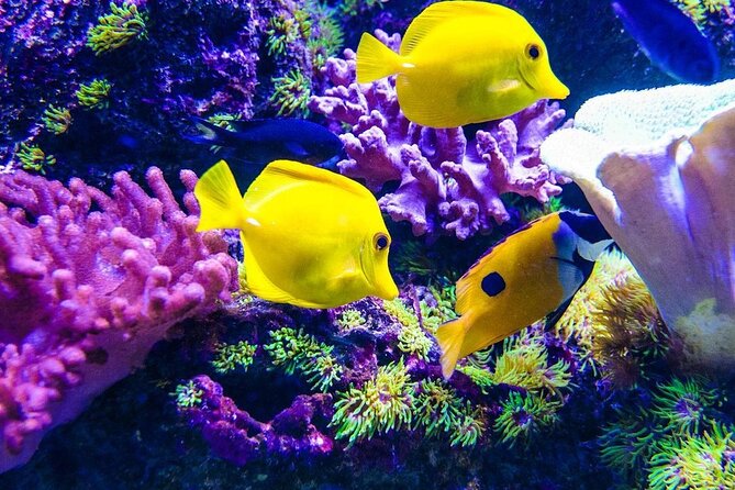 Mnemba Dolphin Tour, The Island Pongwe, Blue Lagoon, Starfish Tour, The Rock - Mnemba Island: Snorkeling, Turtles, Dolphins, and a Shallow Sandbank