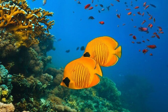 Mnemba Dolphin Tour, The Island Pongwe, Blue Lagoon, Starfish Tour, The Rock - The Island Pongwe Lodge: Ocean Views and Swahili/Seafood Dining