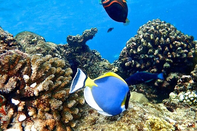 Mnemba Dolphin Tour, The Island Pongwe, Blue Lagoon, Starfish Tour, The Rock - Michamvi Blue Lagoon Atoll: Coral Color With Possible Dolphins and Sea Turtles