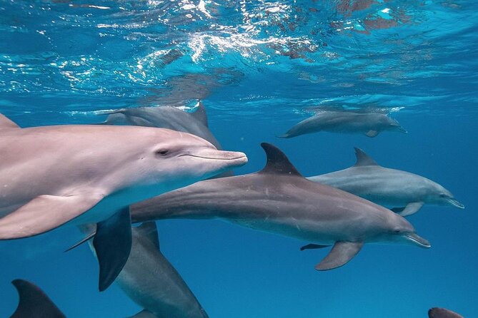 Mnemba Dolphin Tour, The Island Pongwe, Blue Lagoon, Starfish Tour, The Rock - The Rock Restaurant Zanzibar: Seafood Lunch and a View That Changes the Mood