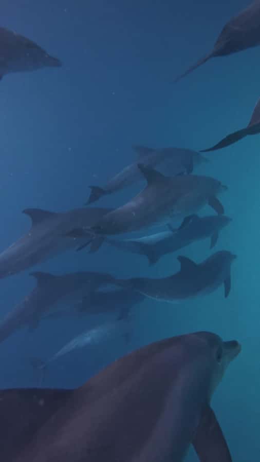 Mnemba Island: Dolphin Swim & Snorkeling with Optional Lunch - How the timing and schedule usually feel