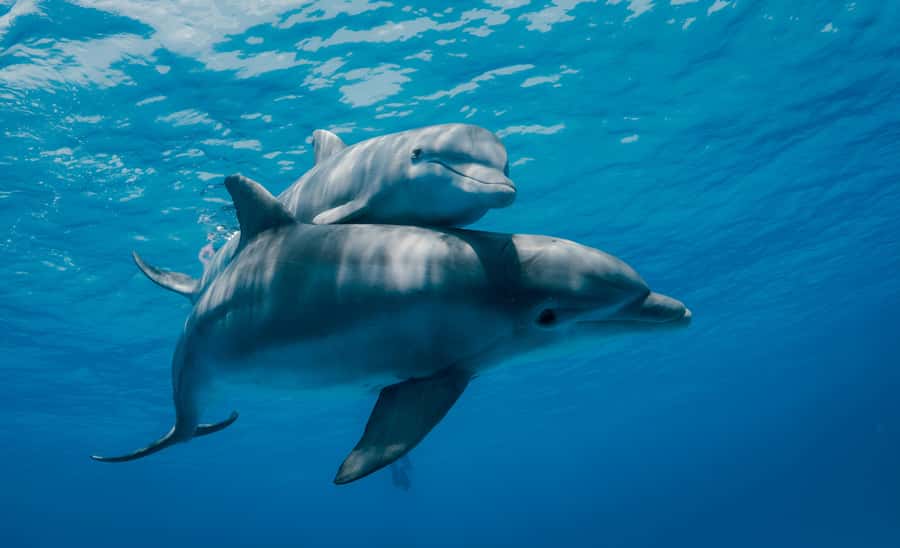 Mnemba Island: Dolphin Swim & Snorkeling with Optional Lunch - The dolphin swim: what you might experience in real life