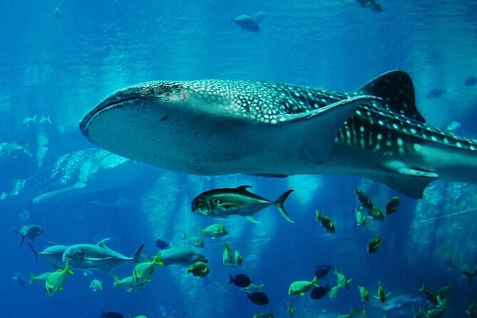 Mnemba Island Marine Safari Snorkeling and Dolphin Watching - Mnemba Atoll: What You’re Really Paying For