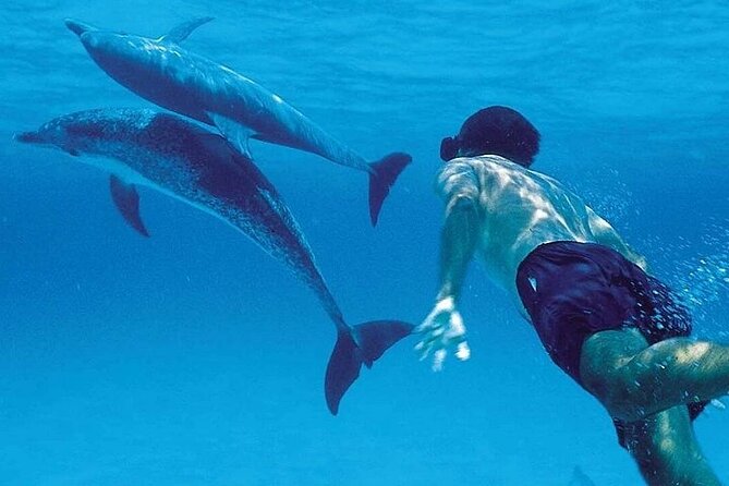 Mnemba Island Marine Safari Snorkeling and Dolphin Watching - Getting There From Mama Mia Nungwi: Simple, Private, Air-Conditioned