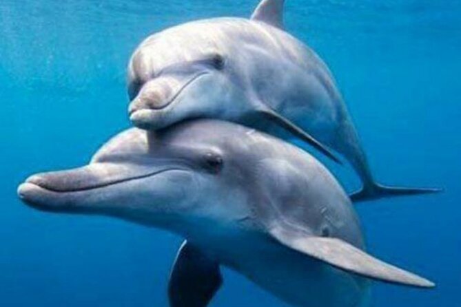Mnemba Island Snorkeling and Dolphin tour - Price and value: is $80 fair for Zanzibar snorkeling + a dolphin watch?