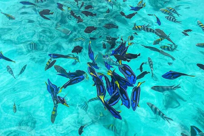 Mnemba Island Snorkeling and Dolphin tour - Guides and the eco-friendly touch: what actually makes the day run