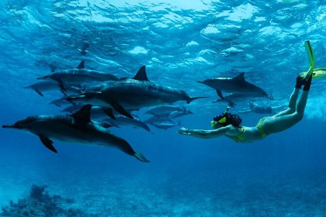 Mnemba Island snorkeling and Swimming with Dolphin - Captain Barnaba Excursions: Key things to know before you go