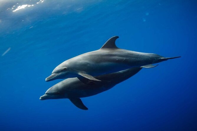 Mnemba Island snorkeling and Swimming with Dolphin - How the morning runs: pickup timing and the boat ride rhythm