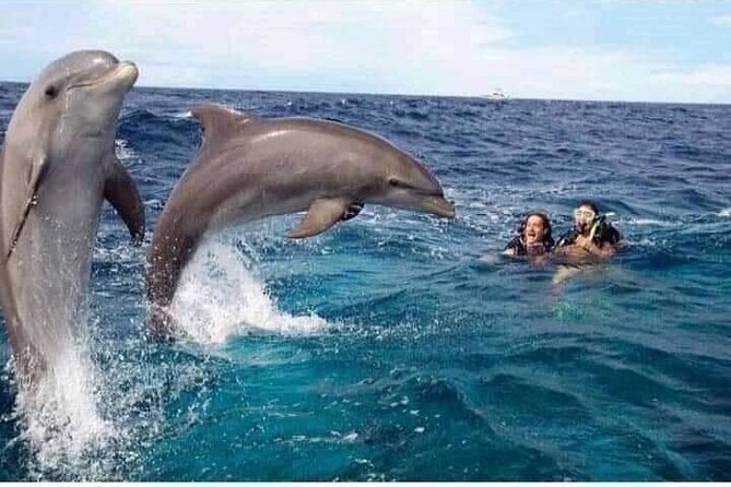 Mnemba Island snorkeling and Swimming with Dolphin - Dolphin Point swim: what you can hope for, and what to expect realistically