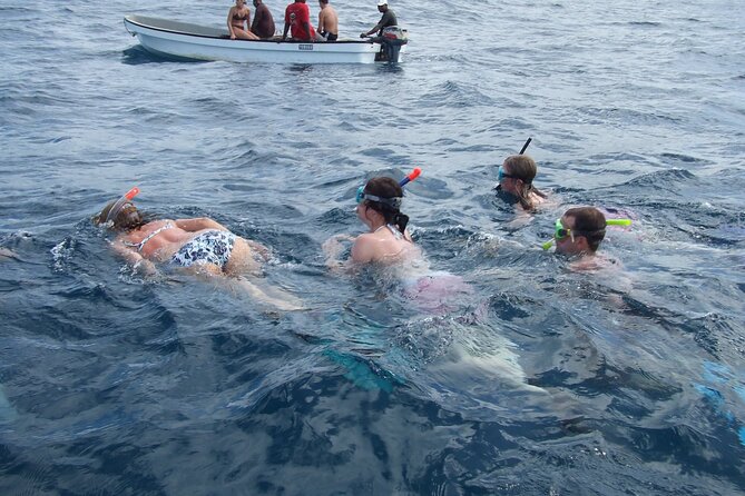 Mnemba Island Snorkeling and Swimming with Dolphins - Key things to know before you go