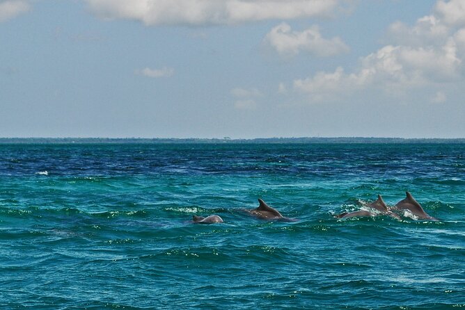 Mnemba Island Snorkeling and Swimming with Dolphins - The guide factor: English, German, and how advice can change your day