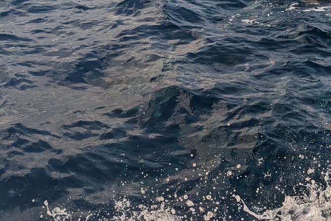 Mnemba Island Snorkeling and Swimming with Dolphins - Practical expectations: weather, variability, and how to avoid disappointment
