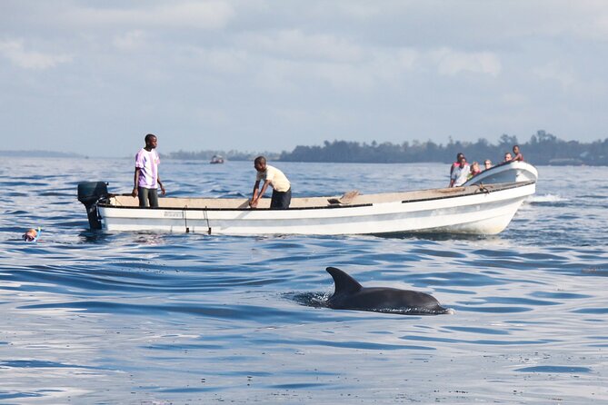 Mnemba Island Snorkeling and Swimming with Dolphins - Snorkeling Mnemba Island reefs: what you’ll actually be looking at