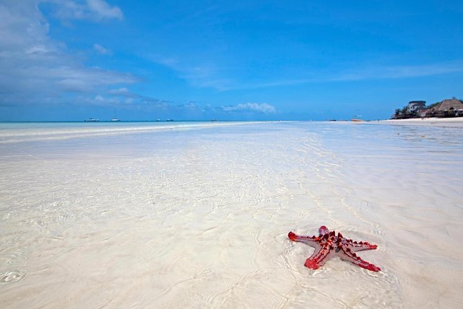 Mnemba Snorkeling, Dolphin and Baraka Natural Aquarium - Key Things I’d Watch Before You Go