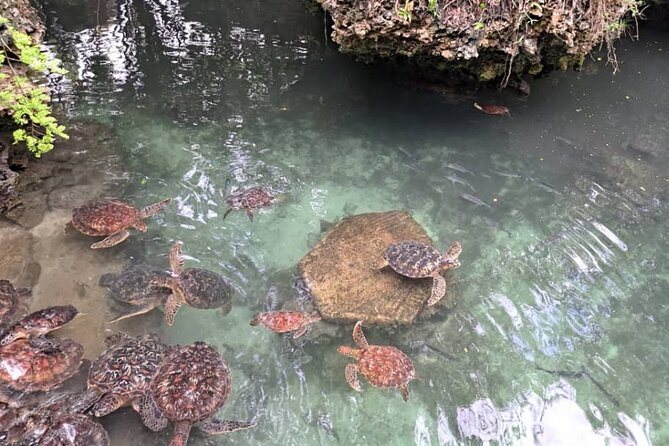 Mnemba Snorkeling, Dolphin and Baraka Natural Aquarium - What Mnemba Snorkeling Feels Like (and Where Expectations Help)