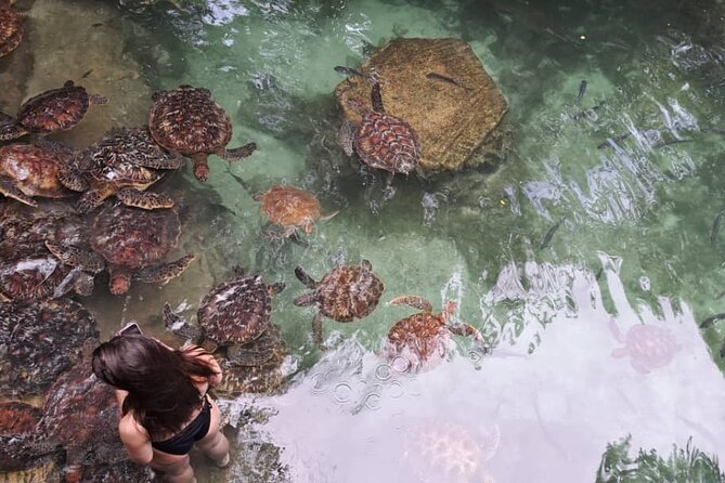 Mnemba Snorkeling, Dolphin and Baraka Natural Aquarium - The Sandbank Stop: Tide-Controlled Fun