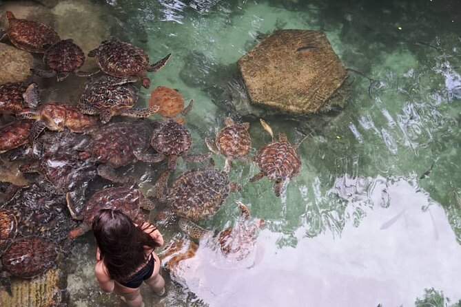 Mnemba Snorkeling, Dolphin and Baraka Natural Aquarium - Stop 2 in Nungwi: Baraka Natural Aquarium and Turtle Time