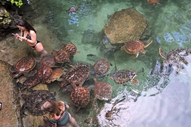Mnemba Snorkeling, Dolphin and Baraka Natural Aquarium - Price and Value: Is $75 a Fair Deal?