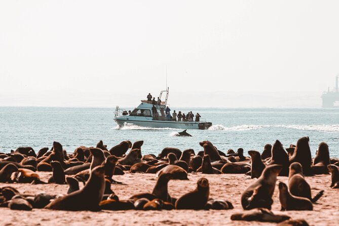 Mola Mola Marine Dolphin Cruise & Beach Braai on Pelican Point - Getting on board at Walvis Bay Waterfront (and why it matters)