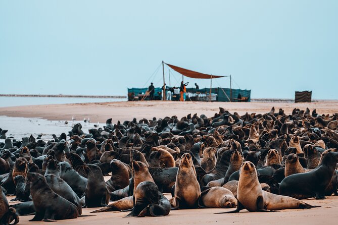 Mola Mola Marine Dolphin Cruise & Beach Braai on Pelican Point - Small group cruising: up to 24 and the effect on your day