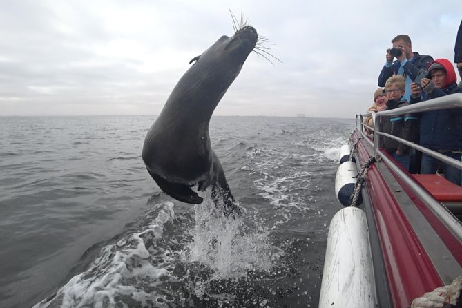 Mola Mola Marine Dolphin Cruise from the Walvis Bay Waterfront to Pelican Point - Price and value: $90.76 that already includes the good stuff
