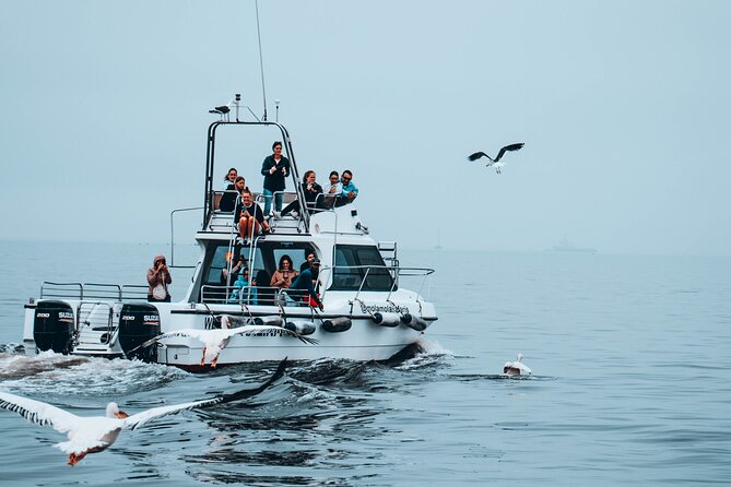 Mola Mola Marine Dolphin Cruise from the Walvis Bay Waterfront to Pelican Point - Wildlife spotting strategy: dolphins, whales, pelicans, seals, and more