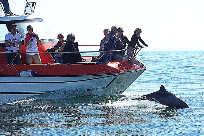 Mola Mola Marine Dolphin Cruise from the Walvis Bay Waterfront to Pelican Point - Onboard food and drink: oysters, dessert, and the little surprises