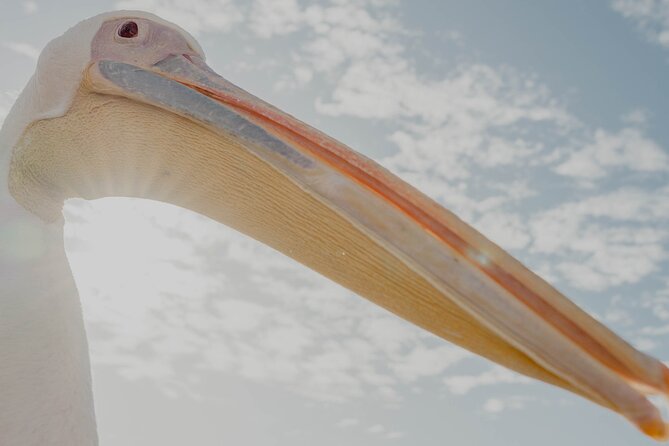 Mola Mola Marine Dolphin Cruise from the Walvis Bay Waterfront to Pelican Point - Who should book this cruise, and who might want a different plan