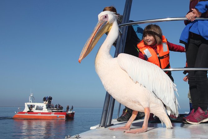 Mola Mola Marine Dolphin Cruise from the Walvis Bay Waterfront to Pelican Point - From 8:30 check-in to boarding around 9:00