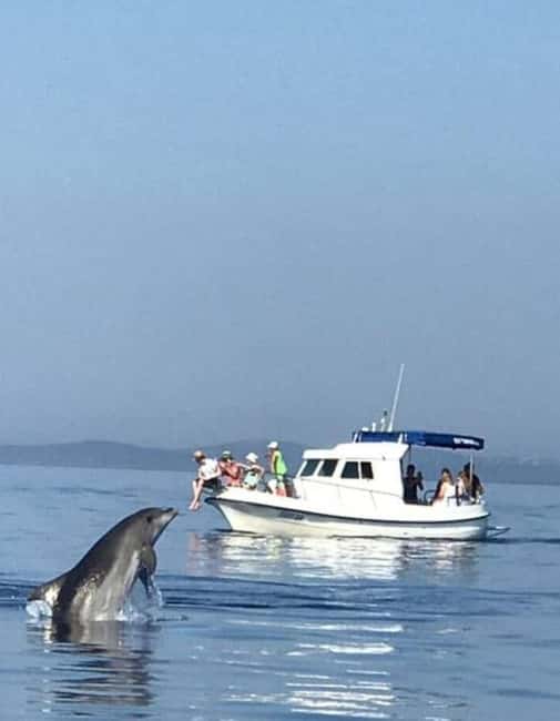 Molat Island Dolphin Watching Boat Tour 6hours TOUR - Who this tour is best for