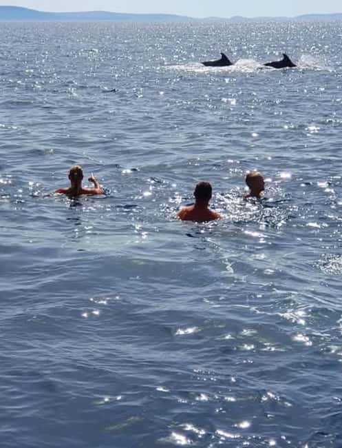 Molat Island Dolphin Watching Boat Tour 6hours TOUR - Price and fees: why the headline number can be misleading