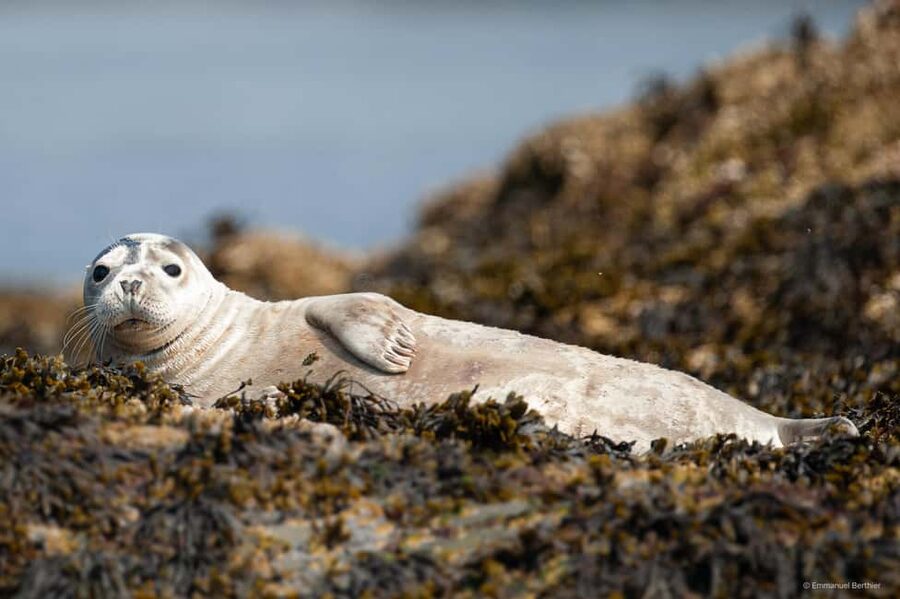 Molène Archipelago: Sea trips from Crozon. Seals, dolphins, - Key things I’d prioritize