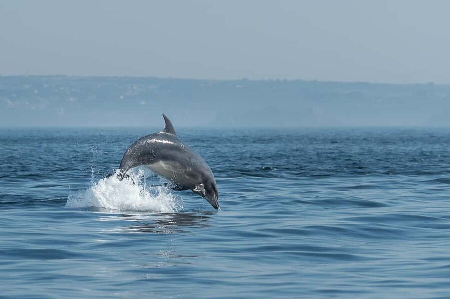 Molène Archipelago: Sea trips from Crozon. Seals, dolphins, - From Camaret-sur-Mer to the Iroise Marine Natural Park