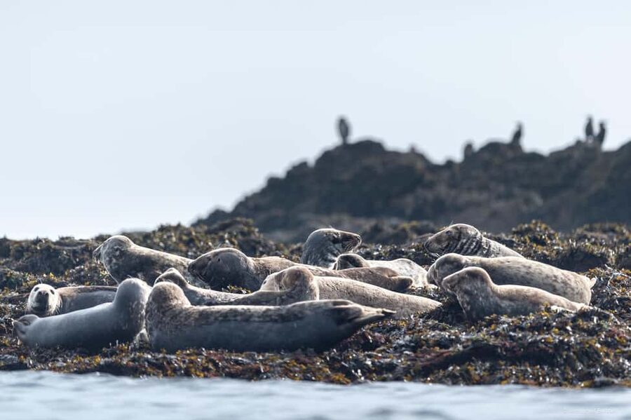 Molène Archipelago: Sea trips from Crozon. Seals, dolphins, - What’s included (and how that changes your day)