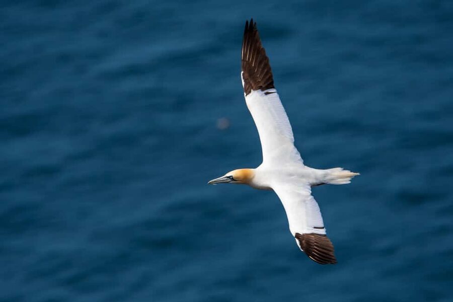 Molène Archipelago: Sea trips from Crozon. Seals, dolphins, - Price and value: is $129 a good deal?