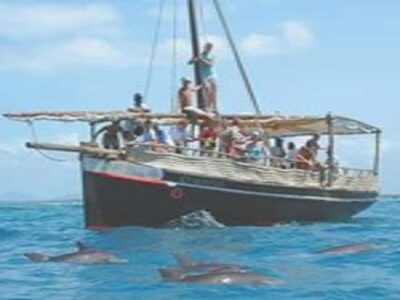 Mombasa: Snorkeling, Dolphin watching, seafood lunch. - Dolphins from the boat: fun, but don’t build a perfect plan