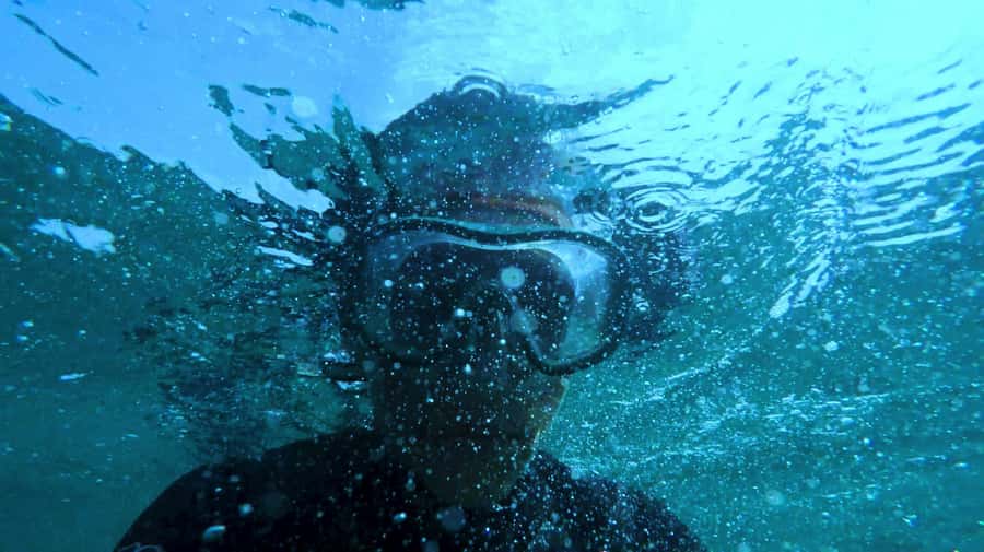 Mombasa: Wasini Dolphin Tour - Snorkeling and Marine Life at Kisite-Mpunguti Marine Park