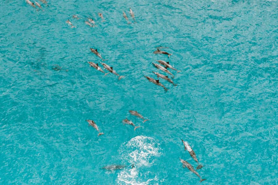 Mombasa: Wasini Dolphin Tour - Wasini Island Lunch and the Swahili Village Walk