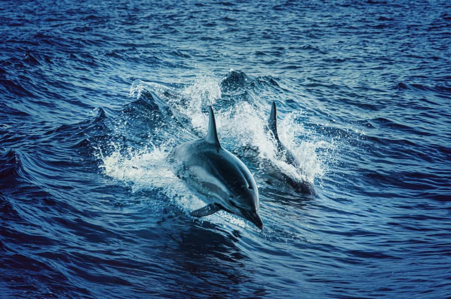 Mombasa: Wasini Dolphin Tour - Packing List That Actually Helps on Water