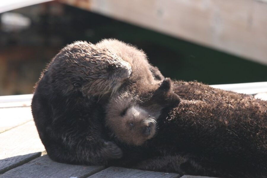 Monterey: Monterey Bay Dolphin and Whale Watching Boat Tour - Old Fisherman’s Wharf to open water: your first wildlife cue