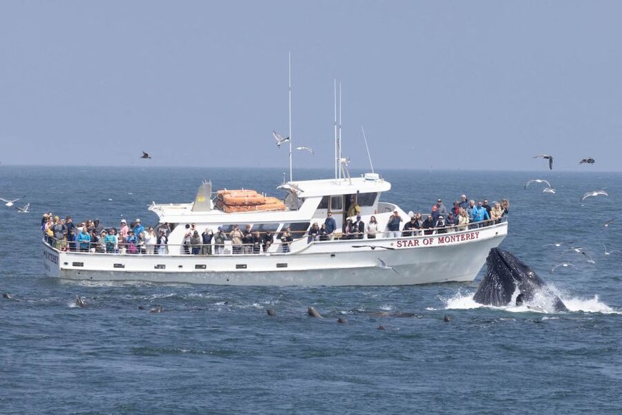 Monterey: Monterey Bay Dolphin and Whale Watching Boat Tour - The whales and dolphins you’re hoping to see (and what to watch for)