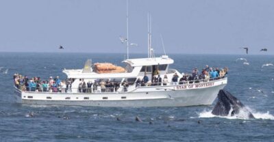 Monterey: Monterey Bay Dolphin and Whale Watching Boat Tour - The guided ocean game plan: how spotting actually works