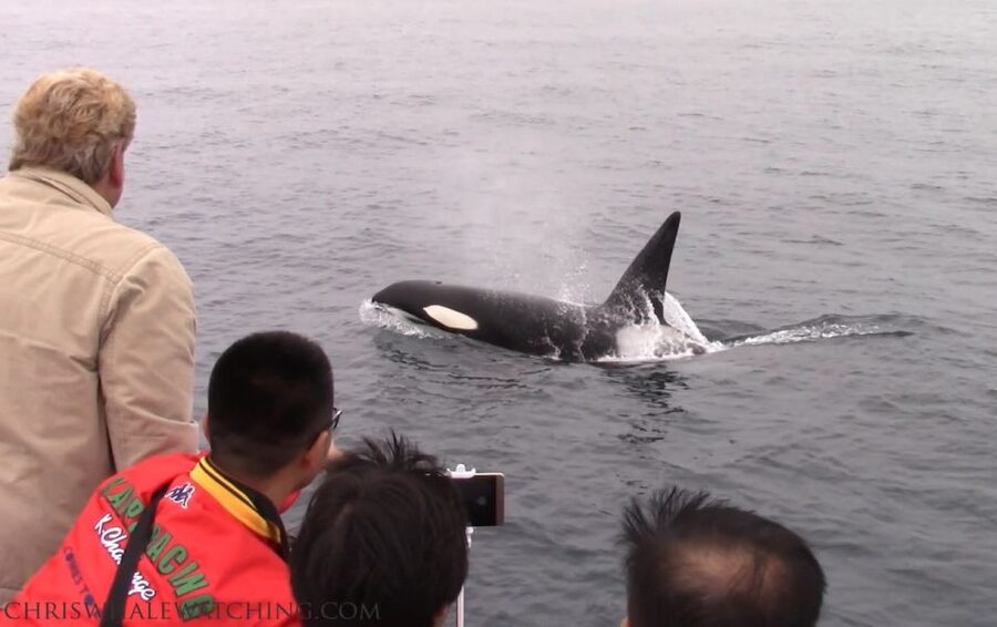 Monterey: Monterey Bay Dolphin and Whale Watching Boat Tour - What the shoreline facts add to the experience