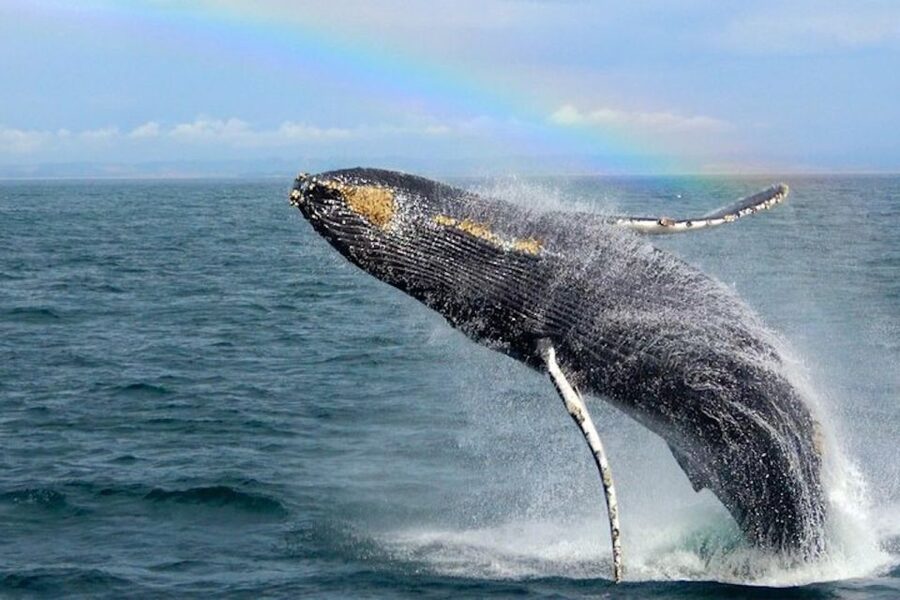 Monterey: Monterey Bay Dolphin and Whale Watching Boat Tour - Who this tour is best for