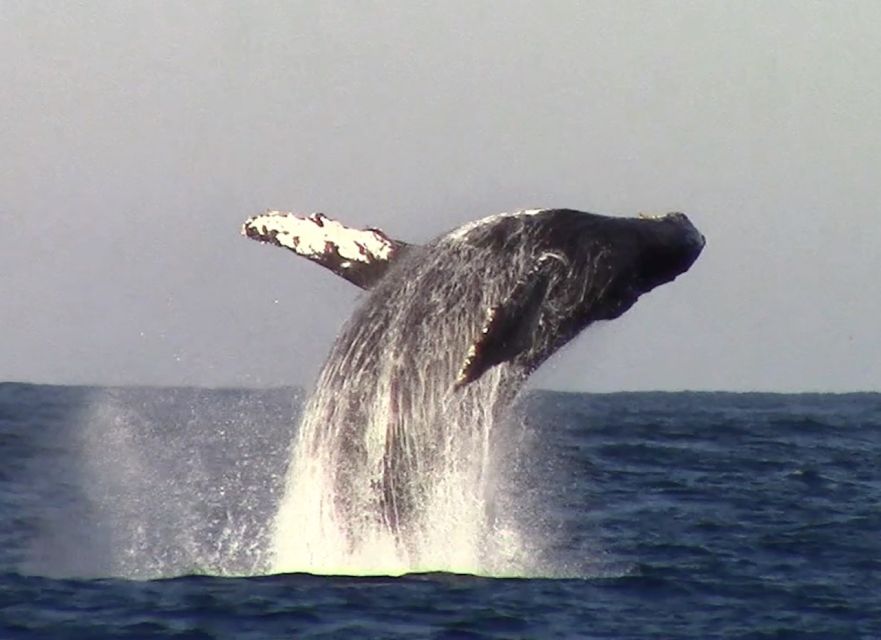 Monterey: Monterey Bay Dolphin and Whale Watching Boat Tour - Value check: $62 for a guided Monterey Bay wildlife hunt